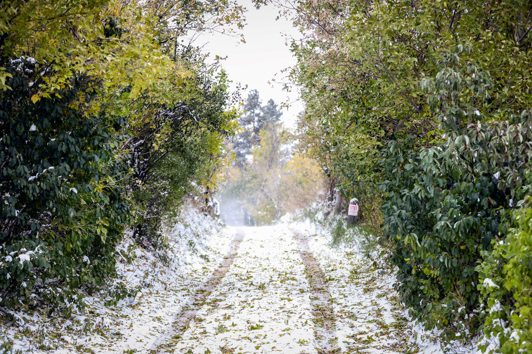 First Snowfall of the Winter